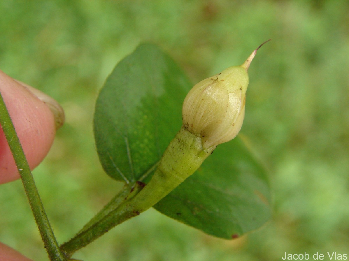 Camonea pilosa (Houtt.) A.R.Simões & Staples s.l.